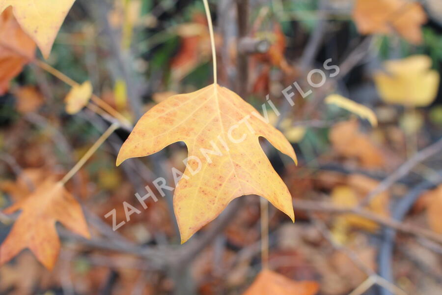 Liliovník tulipánokvětý - Liriodendron tulipifera