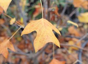 Liliovník tulipánokvětý - Liriodendron tulipifera