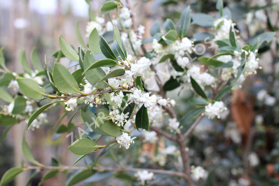 Vonokvětka různolistá - Osmanthus heterophyllus