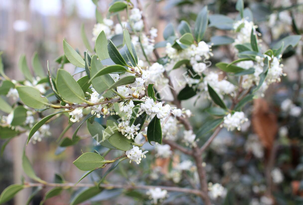 Vonokvětka různolistá - Osmanthus heterophyllus