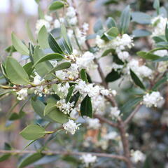 Vonokvětka různolistá - Osmanthus heterophyllus