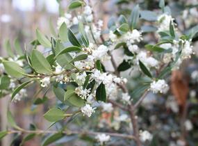 Vonokvětka různolistá - Osmanthus heterophyllus