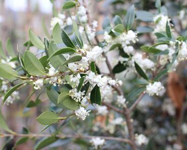 Vonokvětka různolistá