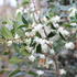 Osmanthus heterophyllus_01.JPG