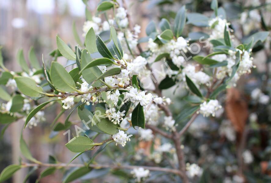 Vonokvětka různolistá - Osmanthus heterophyllus