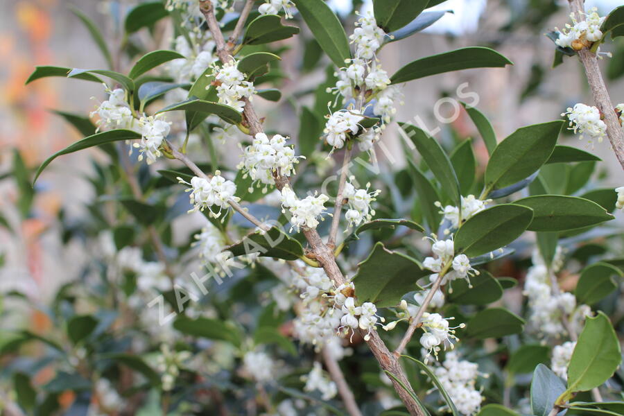 Vonokvětka různolistá - Osmanthus heterophyllus
