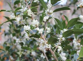 Vonokvětka různolistá - Osmanthus heterophyllus