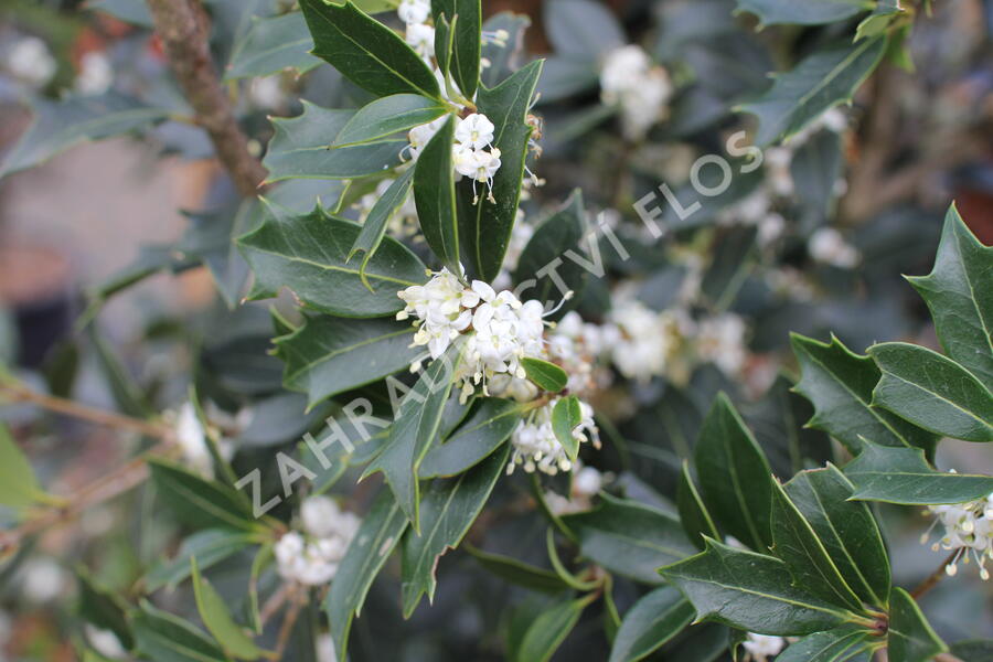 Vonokvětka různolistá - Osmanthus heterophyllus