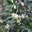 Vonokvětka různolistá - Osmanthus heterophyllus