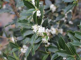 Vonokvětka různolistá - Osmanthus heterophyllus