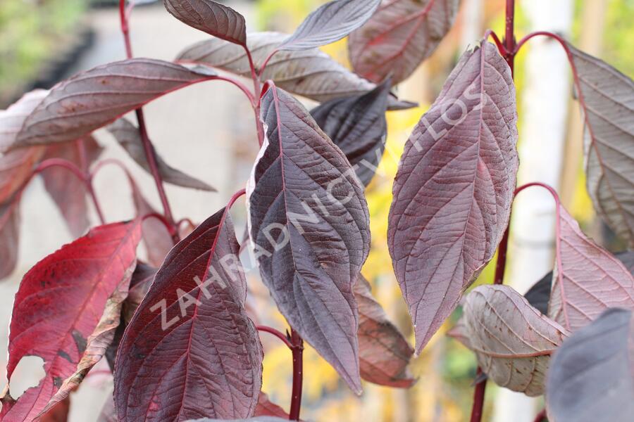 Svída bílá 'Nightfall' - Cornus alba 'Nightfall'