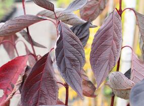 Svída bílá 'Nightfall' - Cornus alba 'Nightfall'