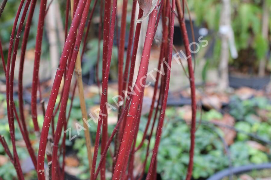 Svída bílá 'Nightfall' - Cornus alba 'Nightfall'