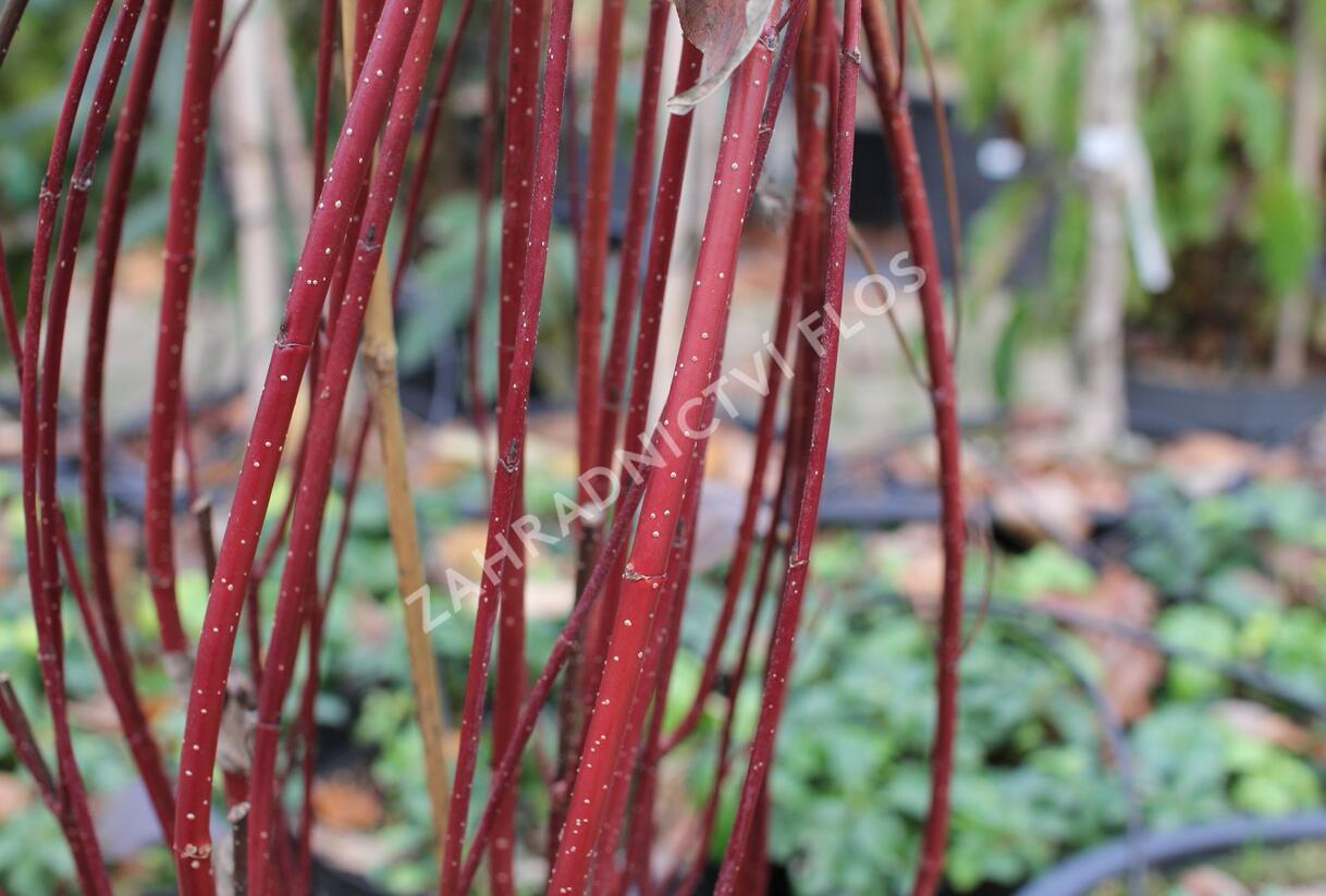 Svída bílá 'Nightfall' - Cornus alba 'Nightfall'