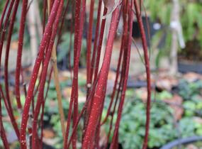 Svída bílá 'Nightfall' - Cornus alba 'Nightfall'