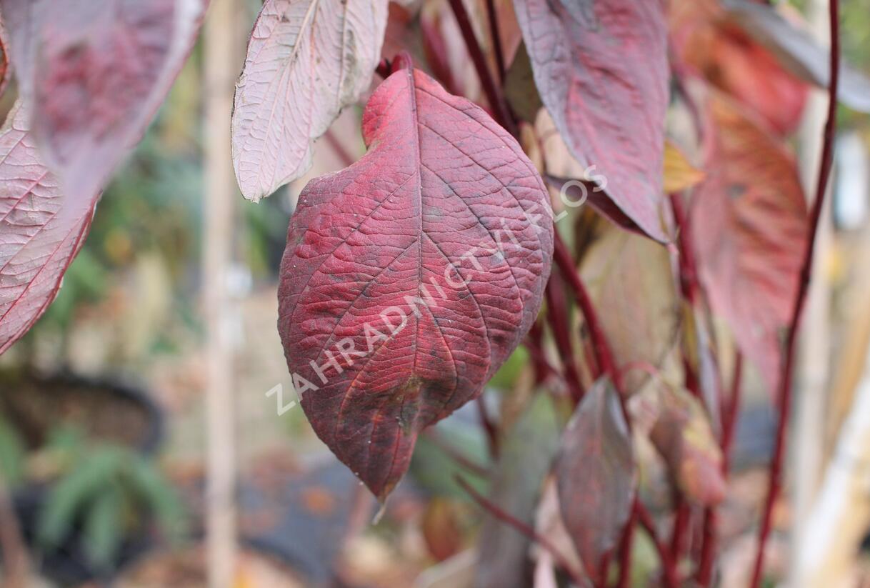 Svída bílá 'Nightfall' - Cornus alba 'Nightfall'