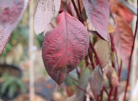 Svída bílá 'Nightfall' - Cornus alba 'Nightfall'