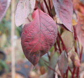 Svída bílá 'Nightfall' - Cornus alba 'Nightfall'