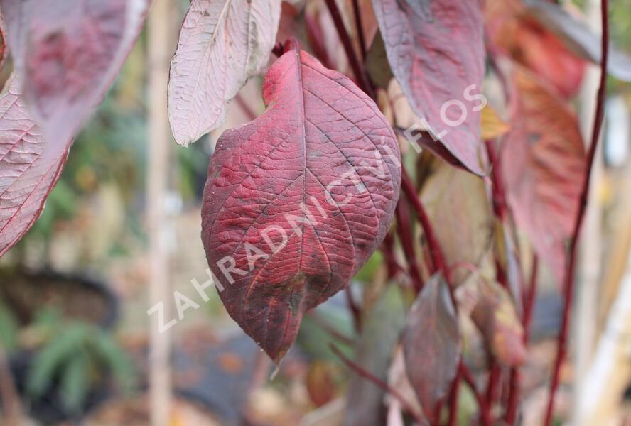 Svída bílá 'Nightfall' - Cornus alba 'Nightfall'