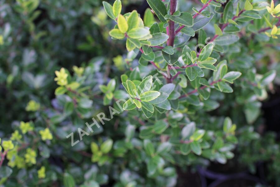 Cesmína Maximowiczova - Ilex maximowicziana var. kanehirae