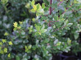 Cesmína Maximowiczova - Ilex maximowicziana var. kanehirae