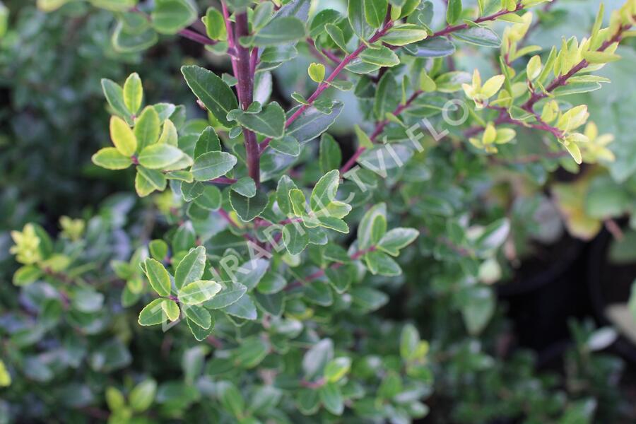 Cesmína Maximowiczova - Ilex maximowicziana var. kanehirae