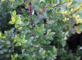Cesmína Maximowiczova - Ilex maximowicziana var. kanehirae