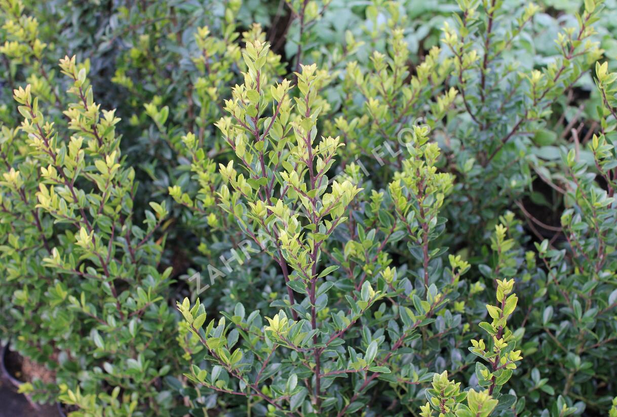 Cesmína Maximowiczova - Ilex maximowicziana var. kanehirae
