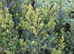Cesmína Maximowiczova - Ilex maximowicziana var. kanehirae