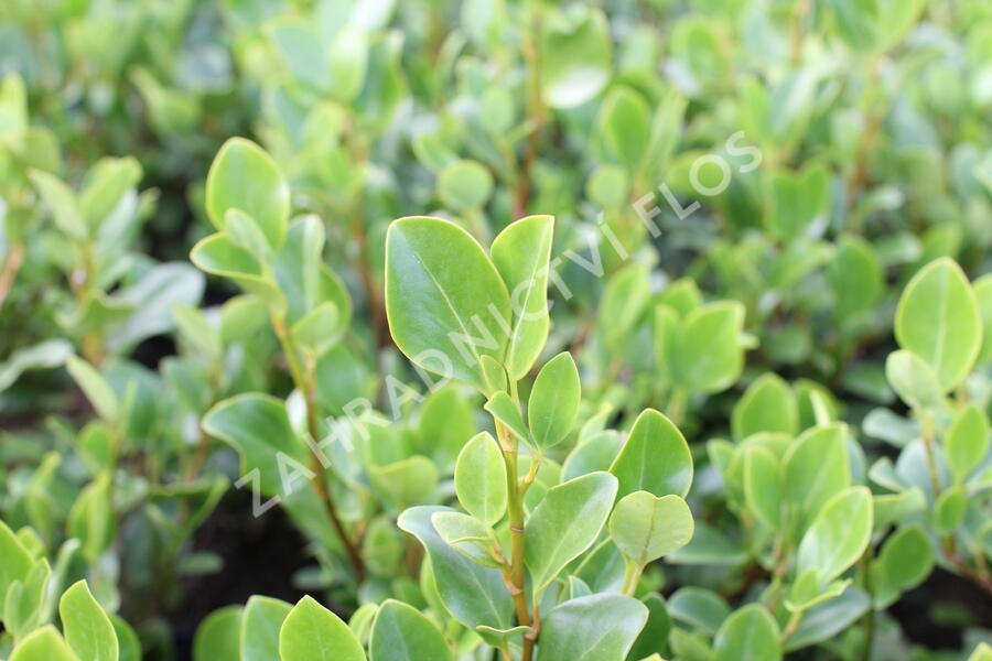 Griselinie, kapuka širokolistá 'Redge' - Griselinia littoralis 'Redge'