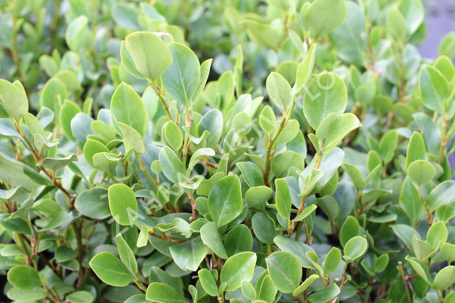 Griselinie, kapuka širokolistá 'Redge' - Griselinia littoralis 'Redge'