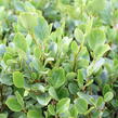 Griselinie, kapuka širokolistá 'Redge' - Griselinia littoralis 'Redge'