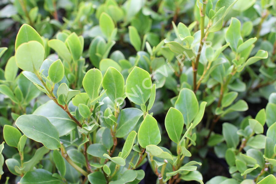 Griselinie, kapuka širokolistá 'Redge' - Griselinia littoralis 'Redge'