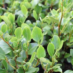 Griselinie, kapuka širokolistá 'Redge' - Griselinia littoralis 'Redge'