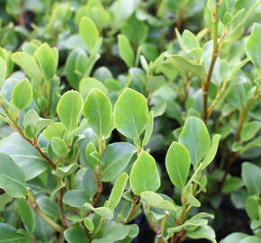 Griselinie, kapuka širokolistá 'Redge' - Griselinia littoralis 'Redge'