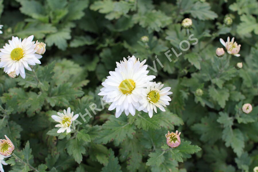 Listopadka - Dendranthema indicum