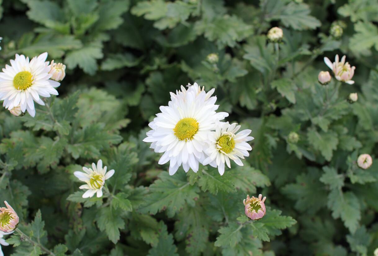 Listopadka - Dendranthema indicum