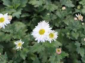 Listopadka - Dendranthema indicum