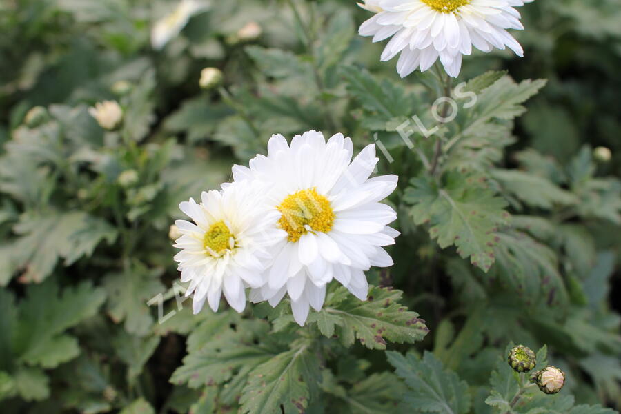 Listopadka - Dendranthema indicum