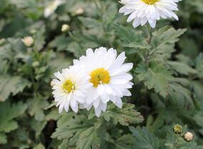 Listopadka - Dendranthema indicum