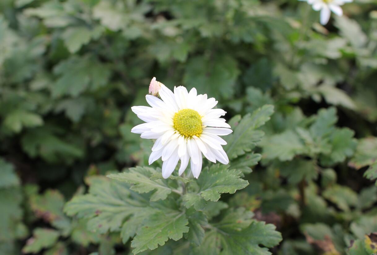 Listopadka - Dendranthema indicum