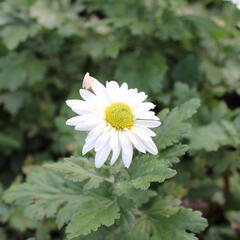 Listopadka - Dendranthema indicum