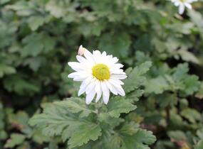 Listopadka - Dendranthema indicum