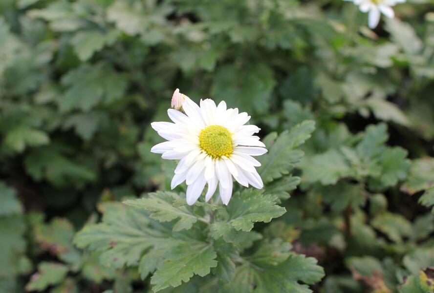 Listopadka - Dendranthema indicum