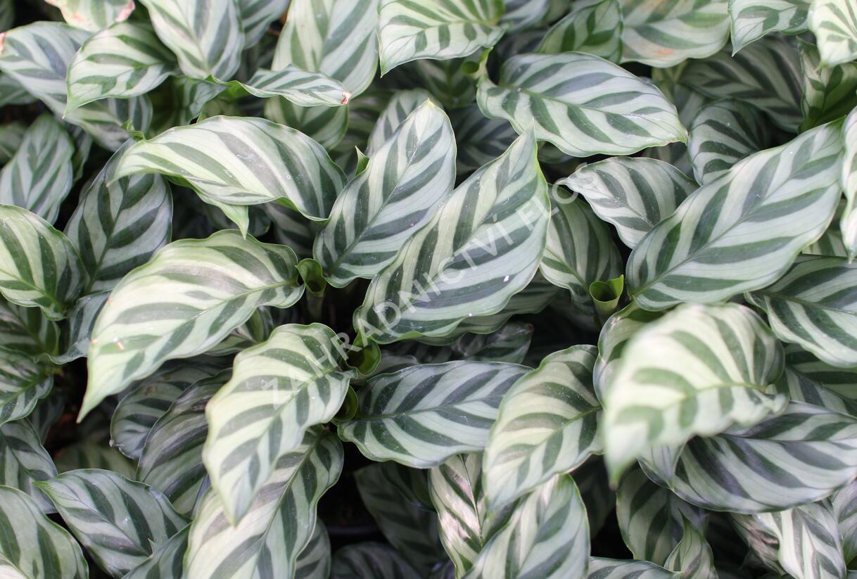 Kalatea - Calathea orbifolia