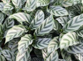Kalatea - Calathea orbifolia