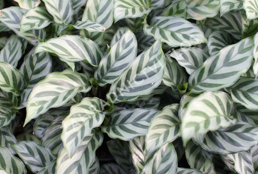Kalatea - Calathea orbifolia