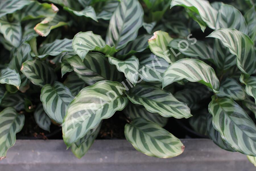 Kalatea - Calathea orbifolia