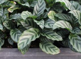 Kalatea - Calathea orbifolia