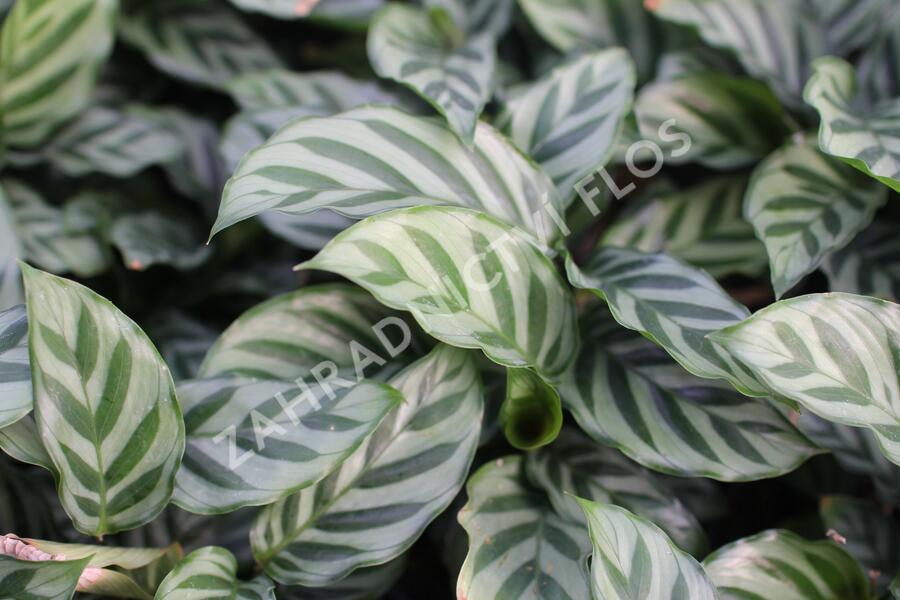 Kalatea - Calathea orbifolia